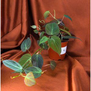 Philodendron Micans 4" US Seller Potted RARE Philo